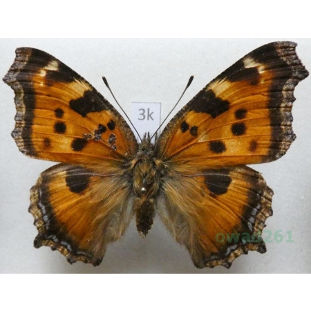 Nymphalis xanthomelas (Esper, 1781) Rusałka drzewoszek Uzbekistan3k